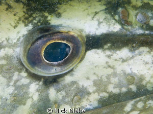 Eye of the Pike.
Pike close up taken at Wraysbury Lake, ... by Nick Blake 